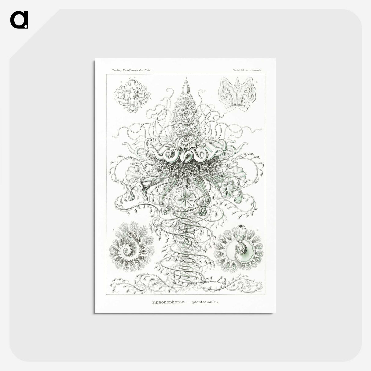 2-33_Ernst-Haeckel_postcard