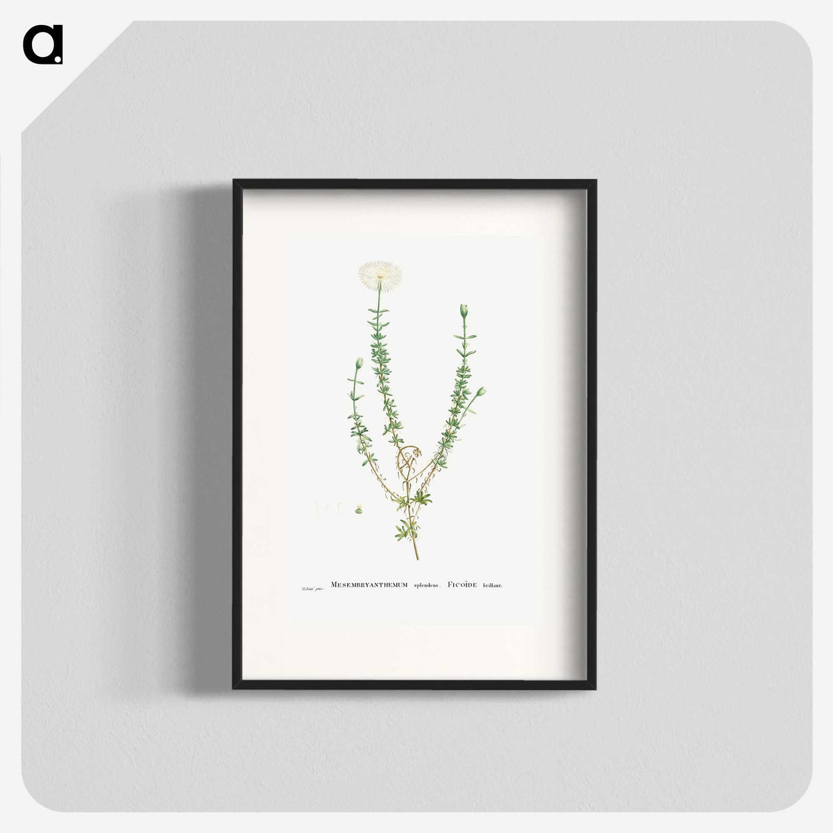2-33_Histoire-des-Plantes-Grasses_blk
