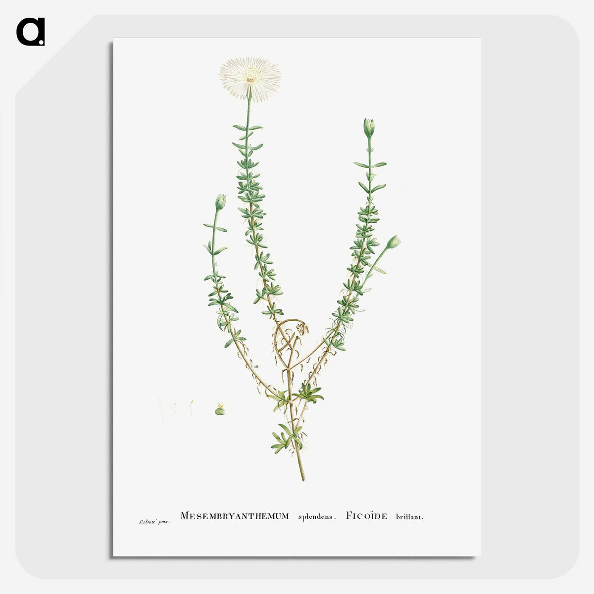 2-33_Histoire-des-Plantes-Grasses_picture-crop