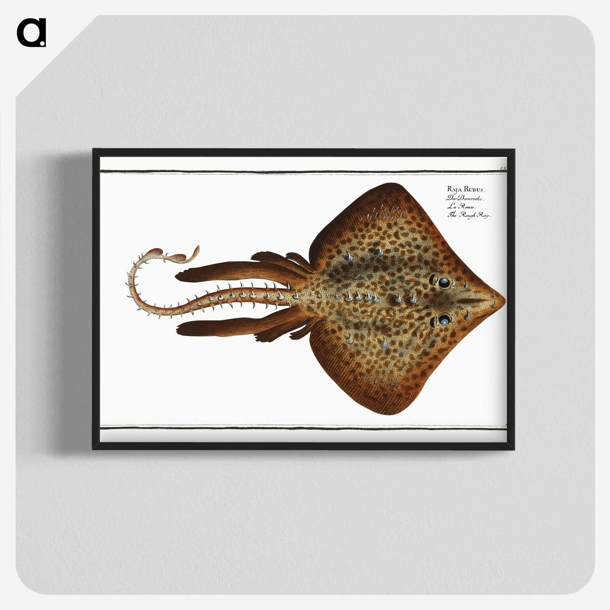 2-33_Ichtyologie-ou-Histoire-naturelle_blk-crop