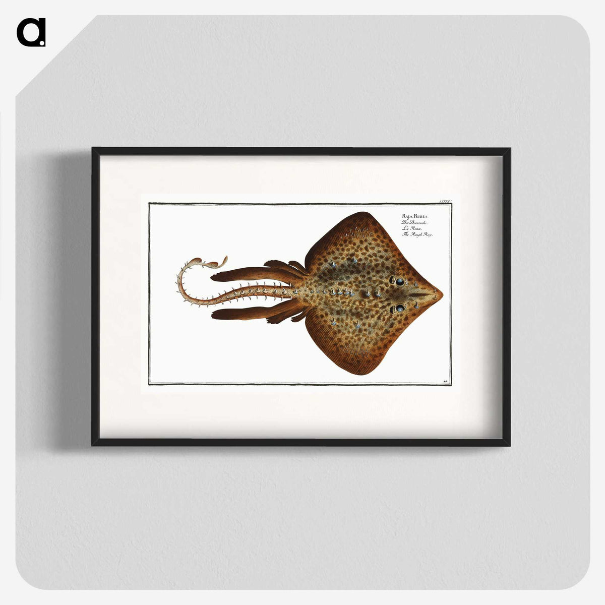 2-33_Ichtyologie-ou-Histoire-naturelle_blk