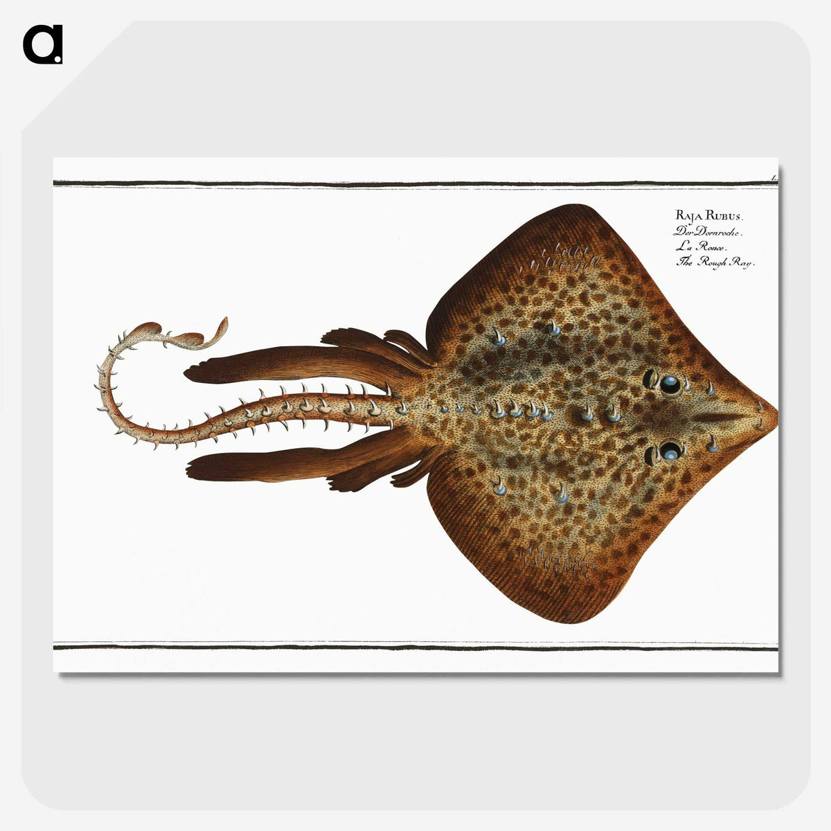 2-33_Ichtyologie-ou-Histoire-naturelle_picture-crop