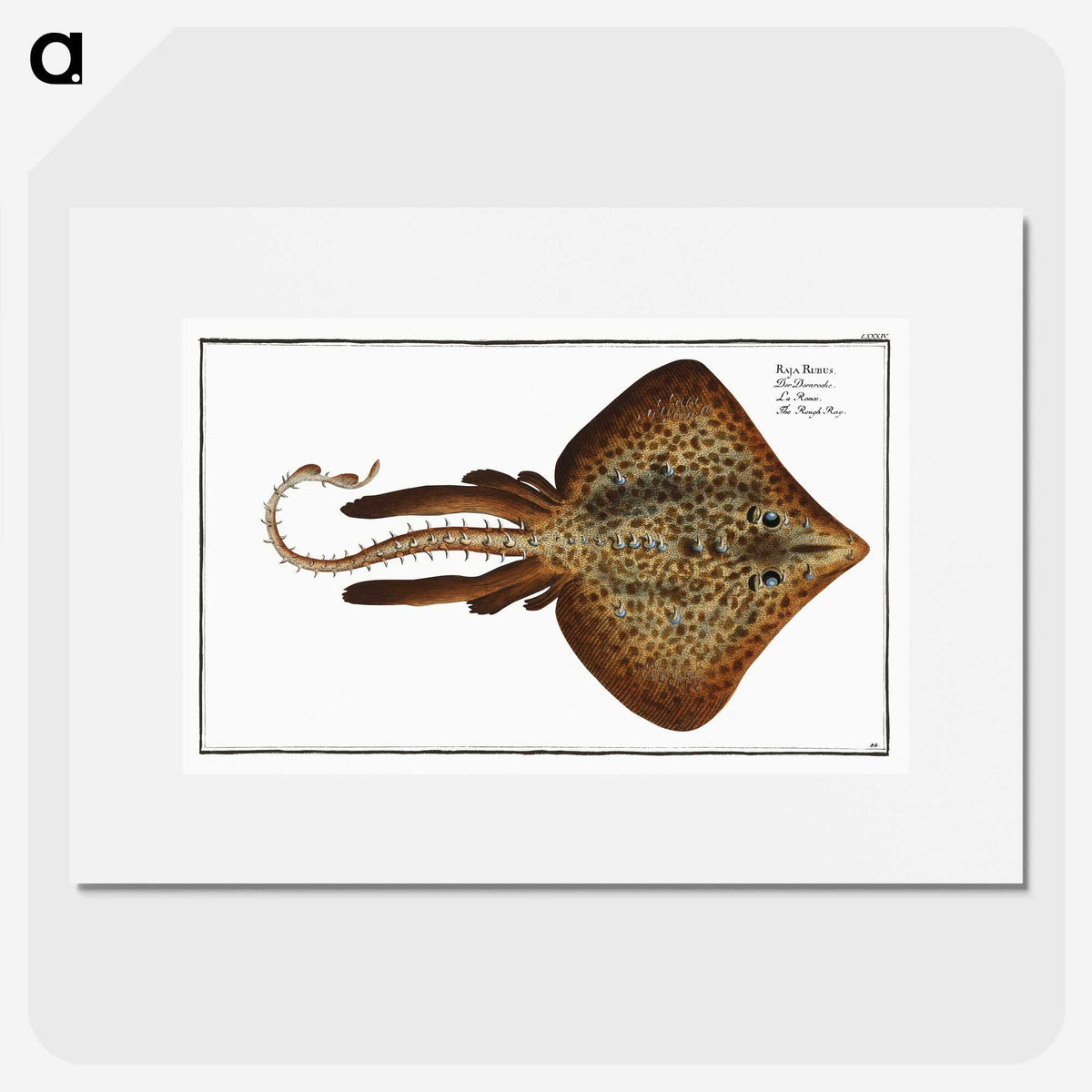 2-33_Ichtyologie-ou-Histoire-naturelle_picture