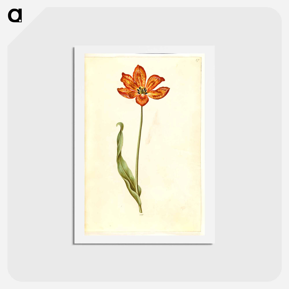 アートポストカード-Tulipa gesneriana
- マリア ジビーラ メーリアン Postcard.