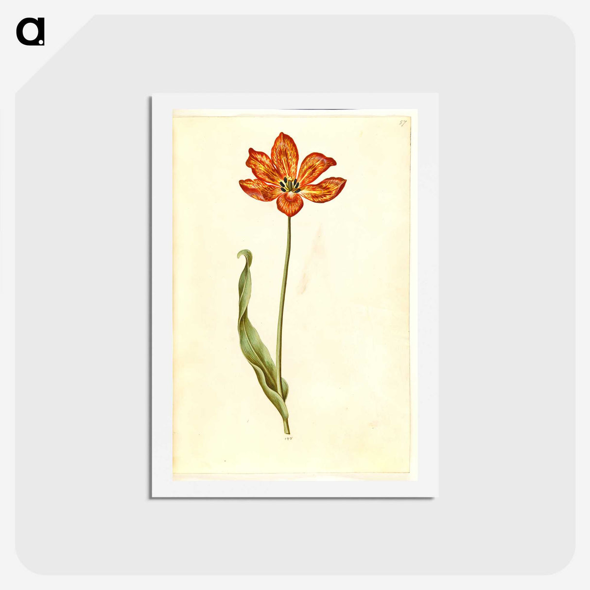 2-33_Maria-Sibylla-Merian_hagaki