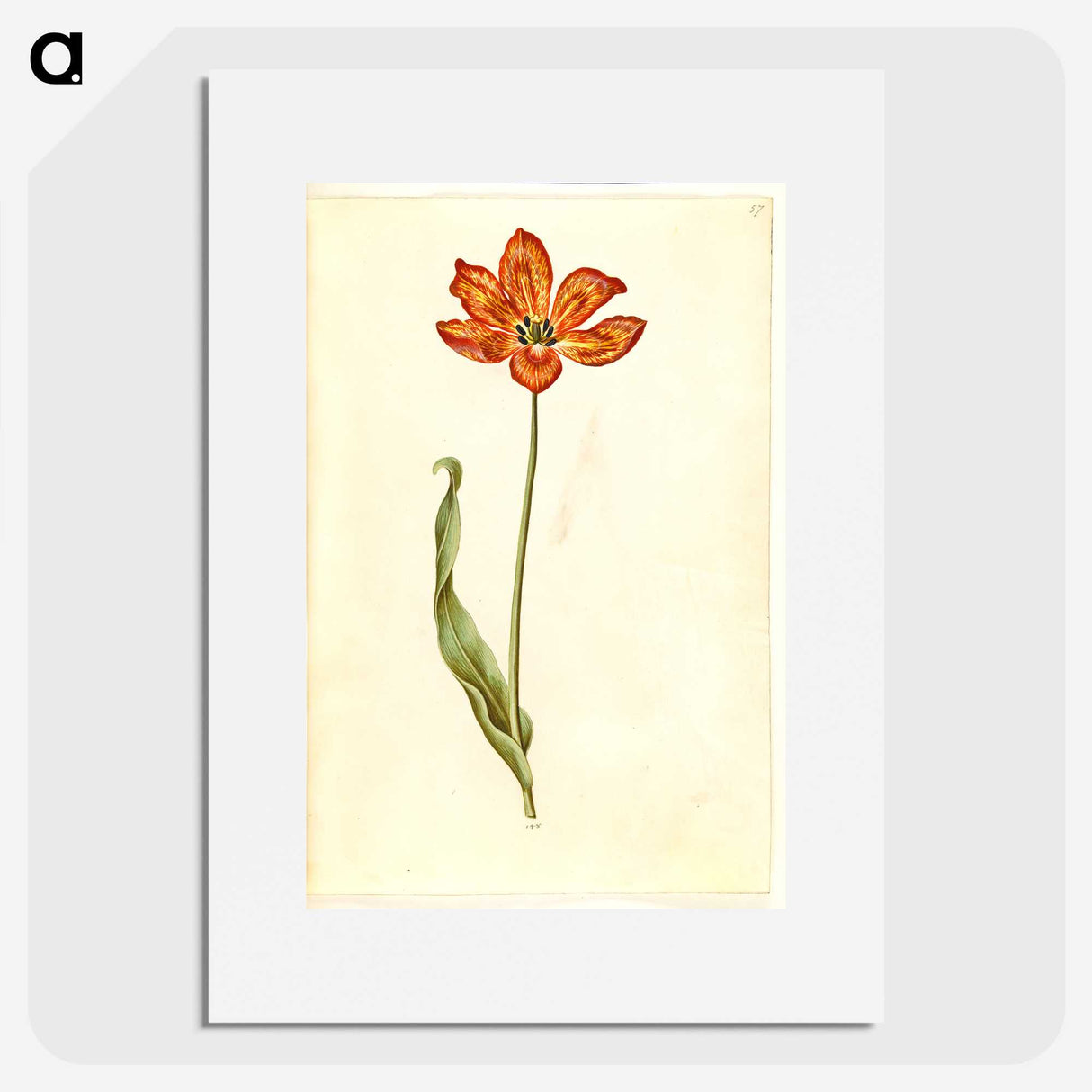 2-33_Maria-Sibylla-Merian_picture