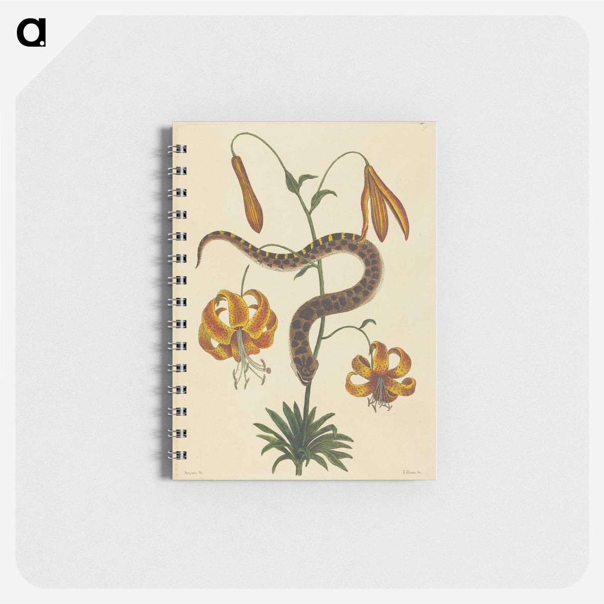 2-33_Mark-Catesby_memo
