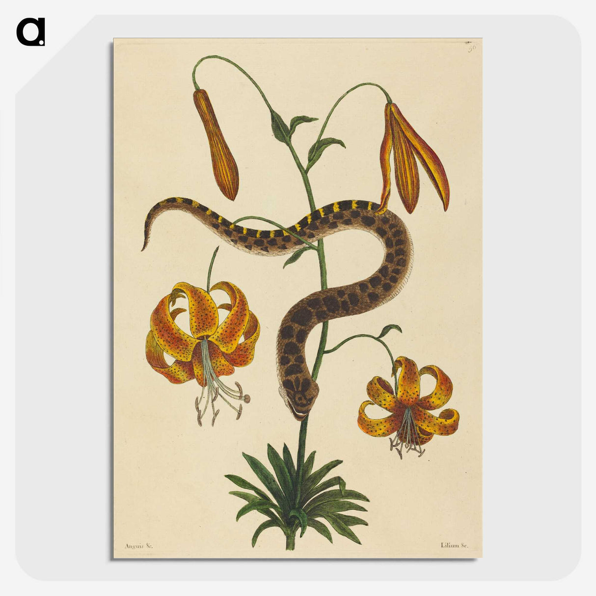 2-33_Mark-Catesby_picture-crop
