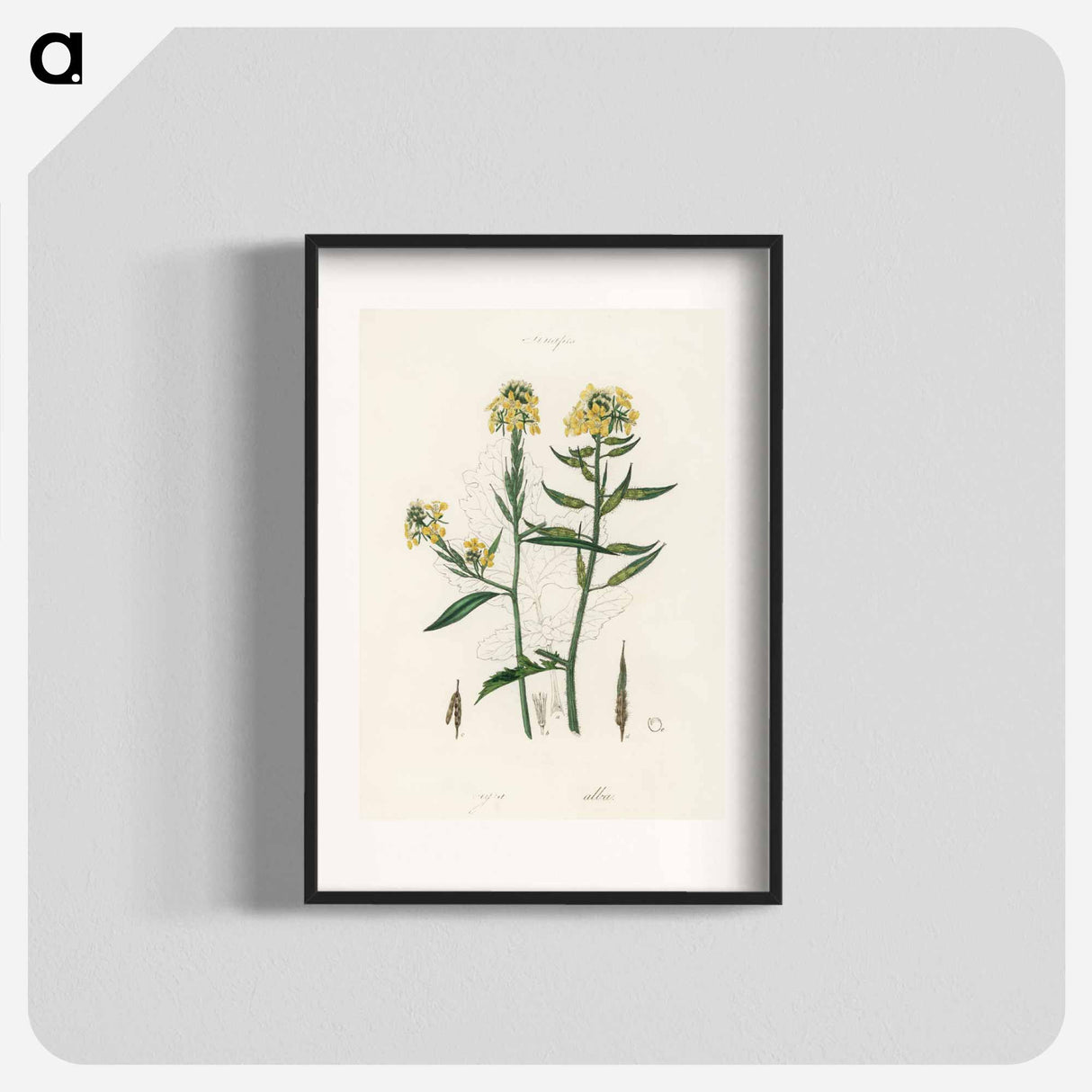アートポスター-Sinapis Illustration
- 薬用植物学 Poster.