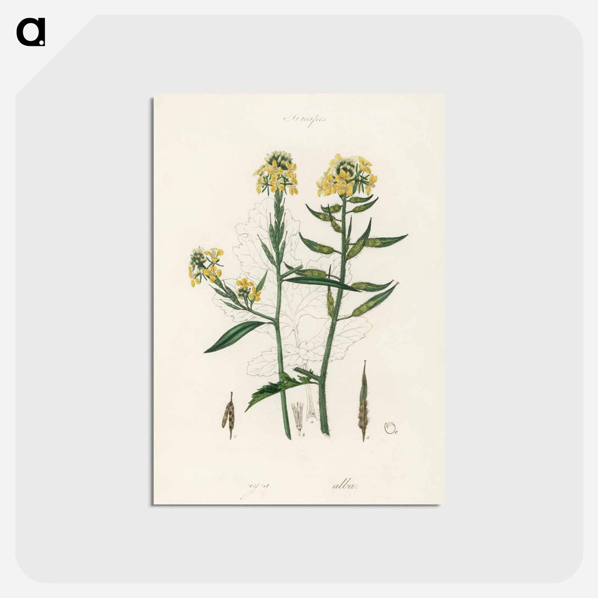 アートポストカード-Sinapis Illustration
- 薬用植物学 Postcard.