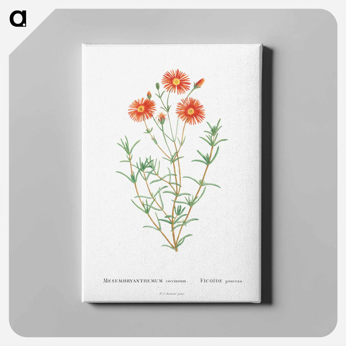 アートパネル-Mesembryanthemum Coccineum - ピエール ジョゼフ ルドゥーテ Canvas.