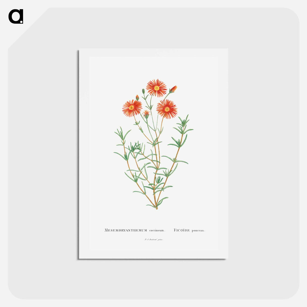 アートポストカード-Mesembryanthemum Coccineum - ピエール ジョゼフ ルドゥーテ Postcard.