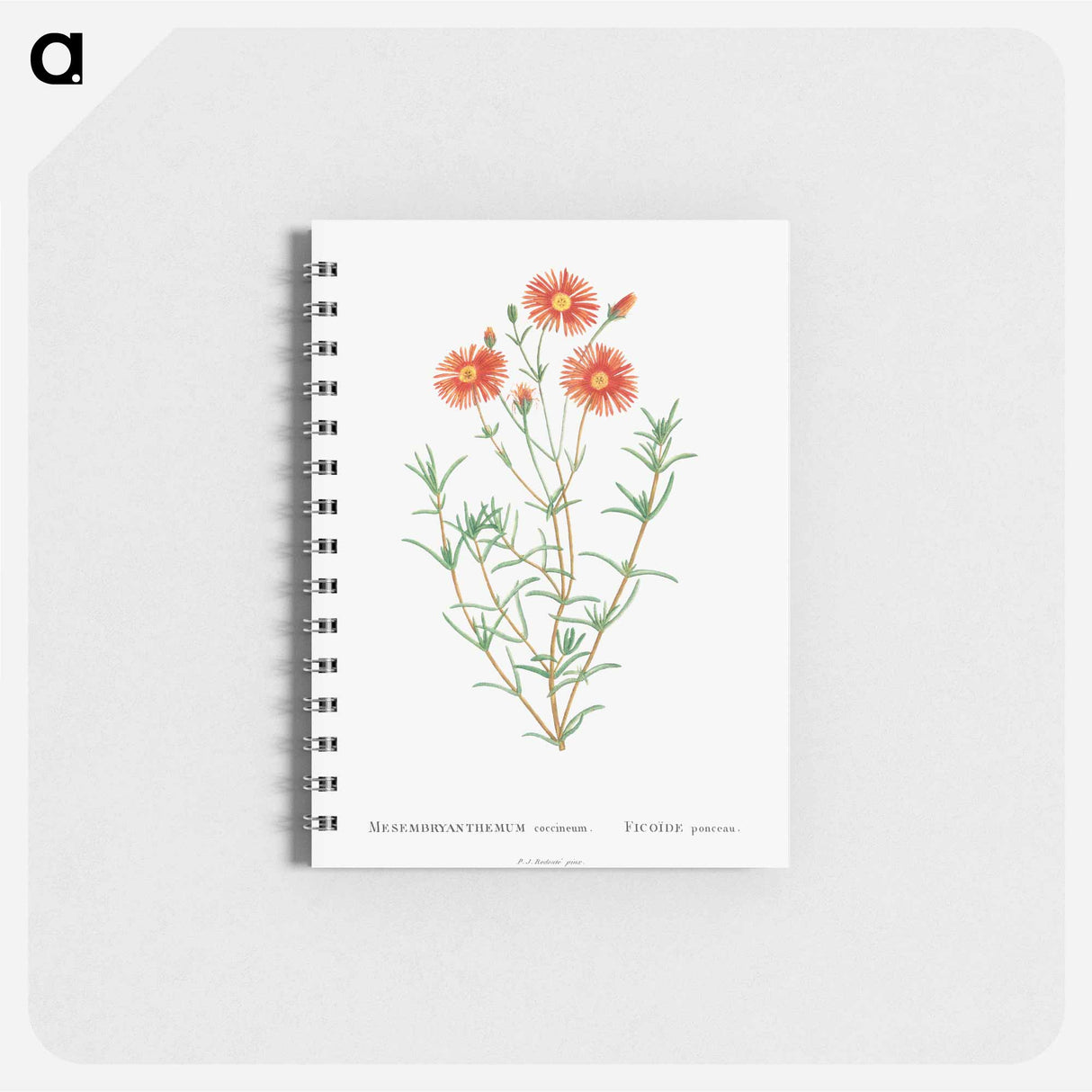Mesembryanthemum Coccineum - ピエール ジョゼフ ルドゥーテ Memo.