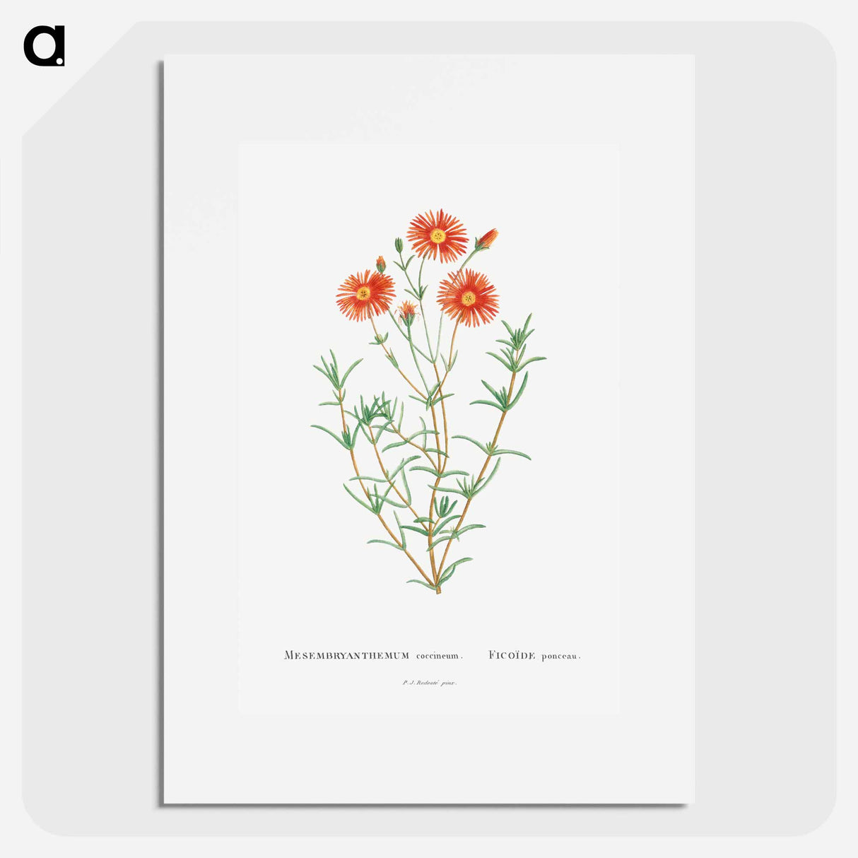 Mesembryanthemum Coccineum - Pierre Joseph Redouté Poster.