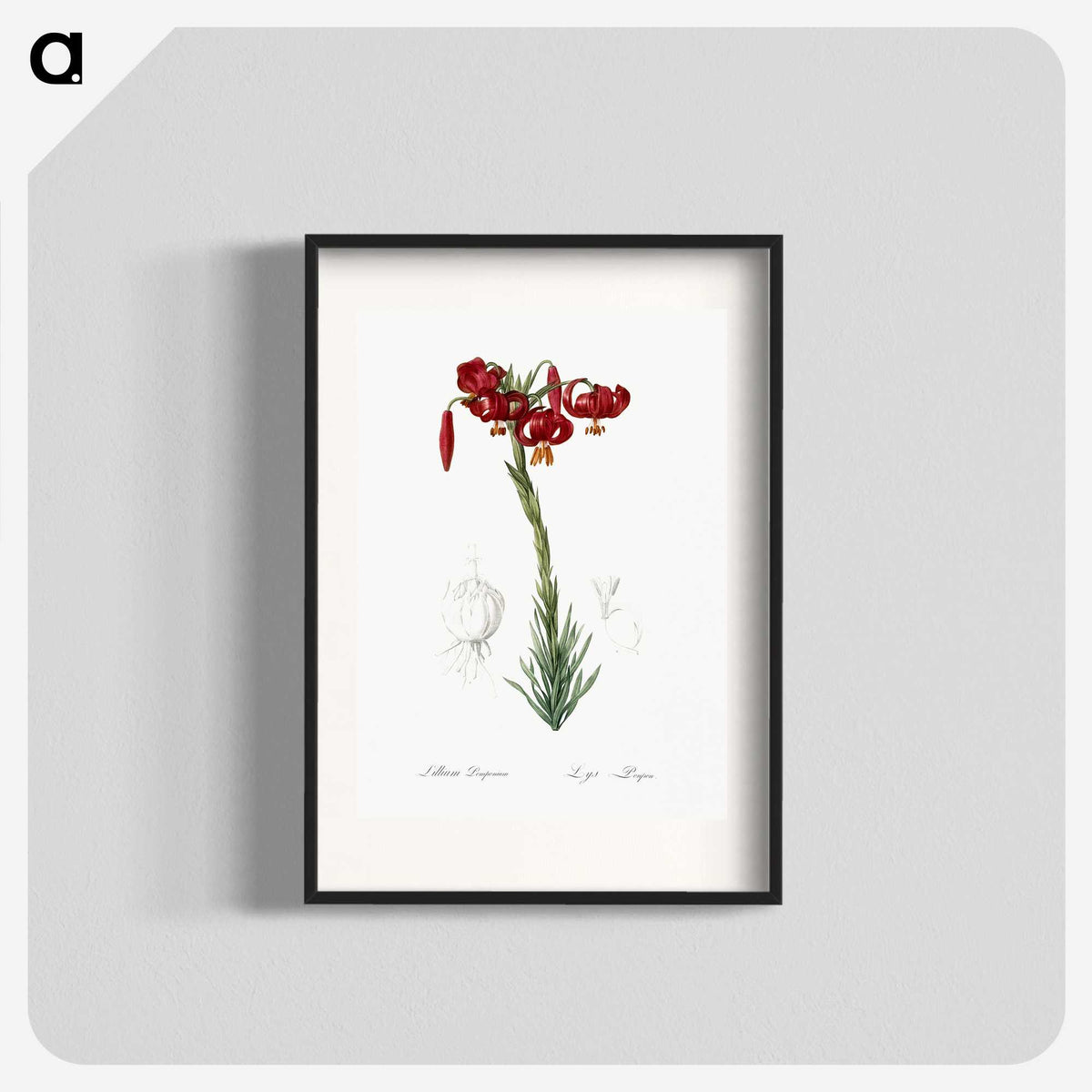 2-33_The-Lilies_blk