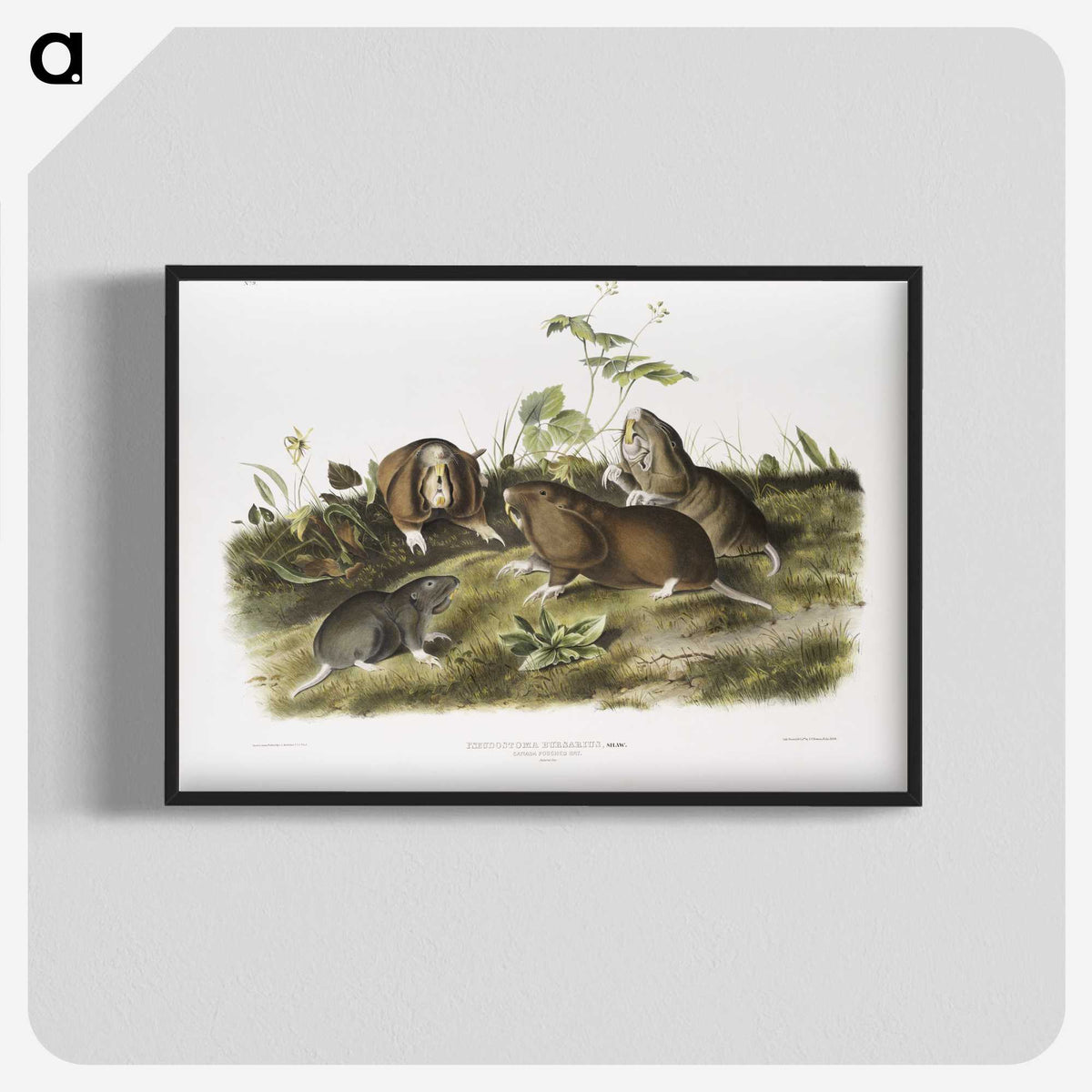 2-33_The-Viviparous-Quadrupeds_blk-crop