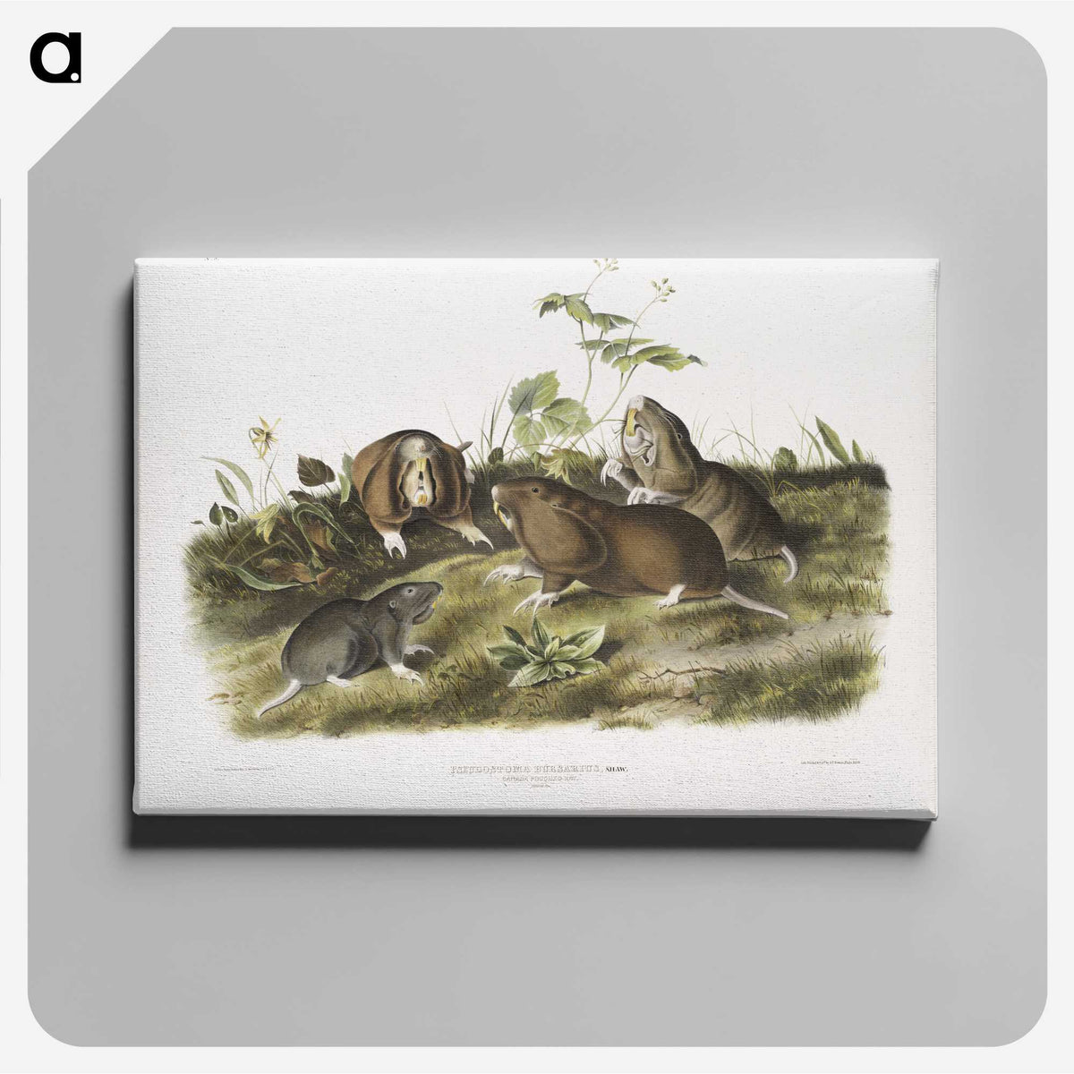 2-33_The-Viviparous-Quadrupeds_canvas