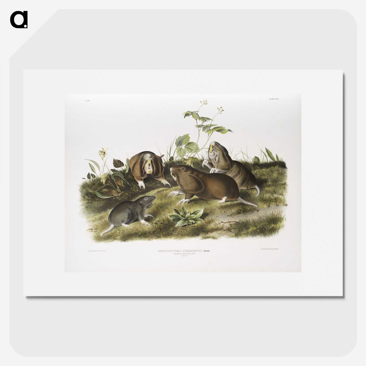 2-33_The-Viviparous-Quadrupeds_picture