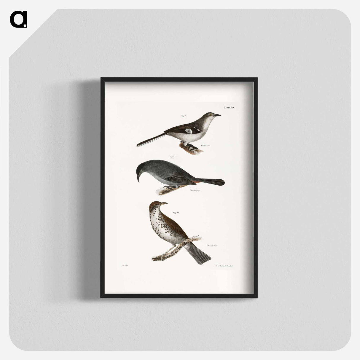 The Mocking-bird (Orpheus polyglottus) - ニューヨークの動物学 Poster.