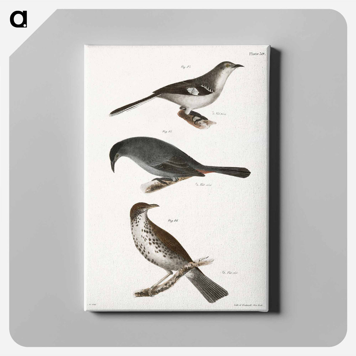 The Mocking-bird (Orpheus polyglottus) - ニューヨークの動物学 Canvas.