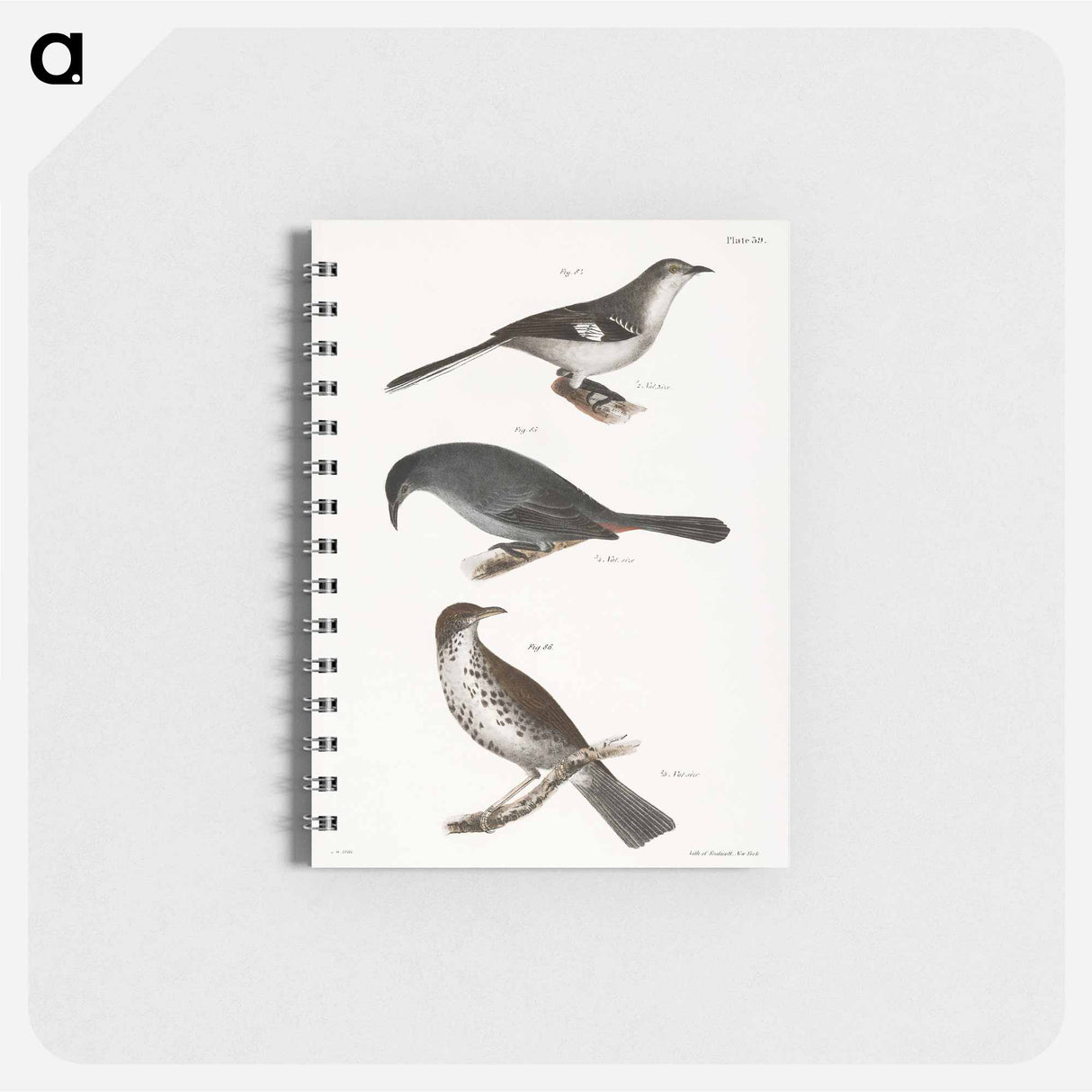 The Mocking-bird (Orpheus polyglottus) - ニューヨークの動物学 Memo.