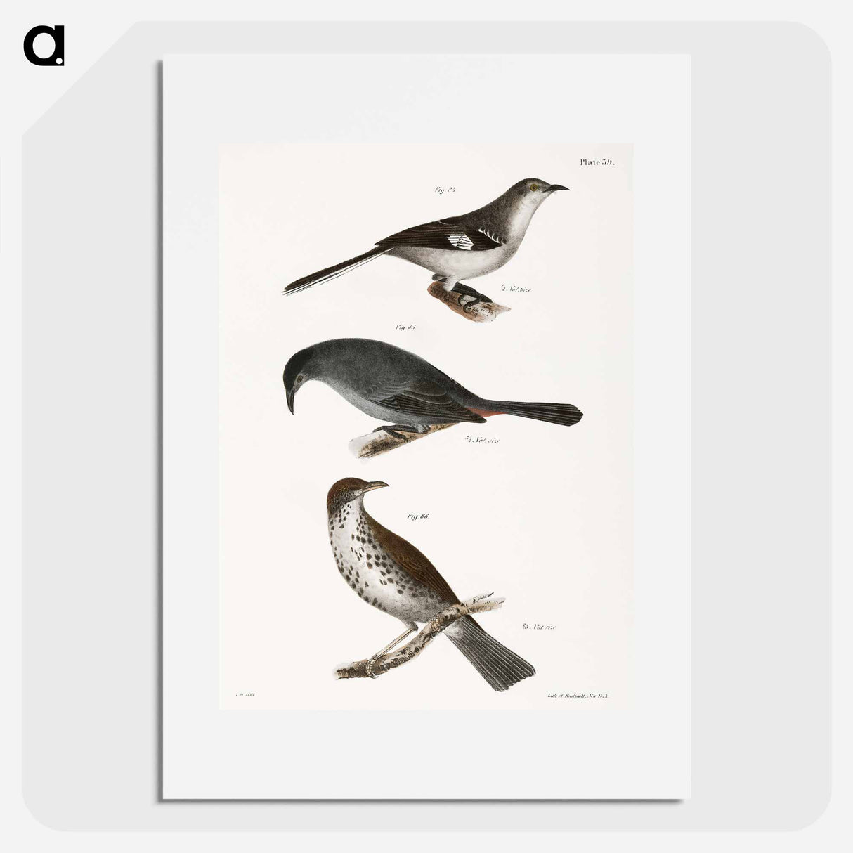 The Mocking-bird (Orpheus polyglottus) - ニューヨークの動物学 Poster.