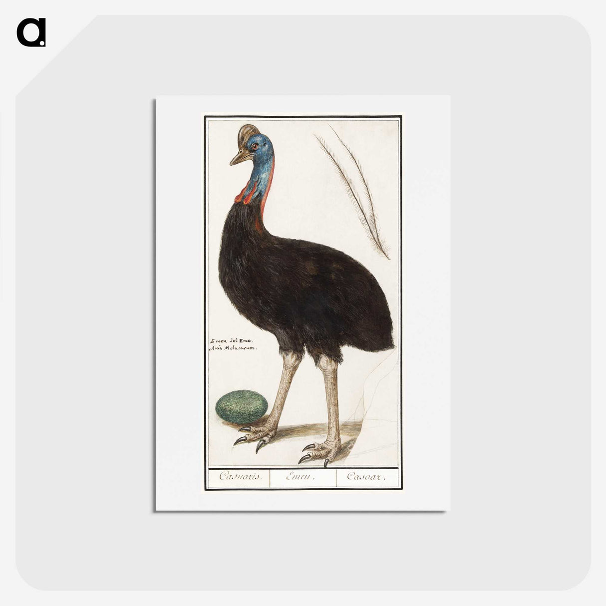 2-34_Anselmus-Boetius-de-Boodt_hagaki