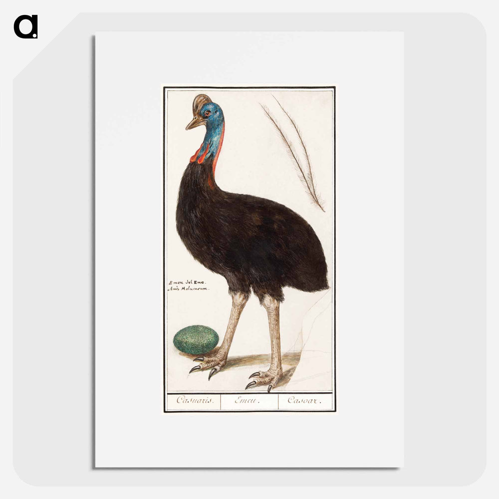 Helmet cassowary - アンセルムス ボエティウス デ ブート Poster.