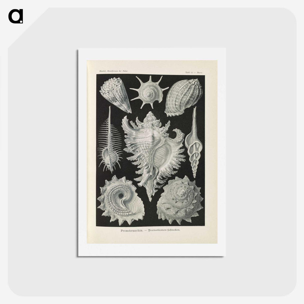 2-34_Ernst-Haeckel_hagaki