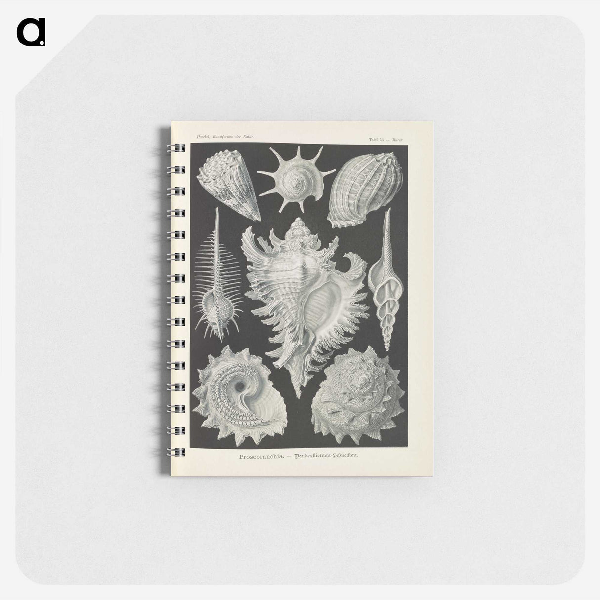 2-34_Ernst-Haeckel_memo