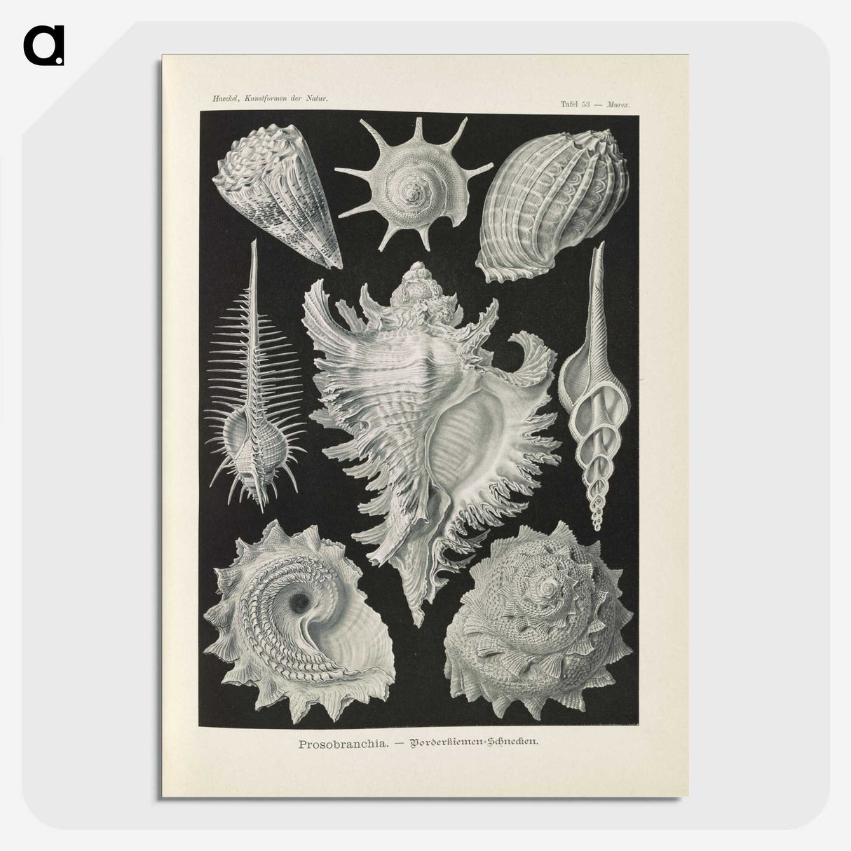 2-34_Ernst-Haeckel_picture-crop
