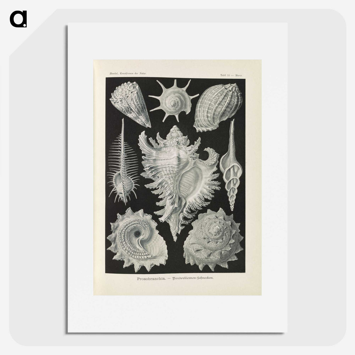 2-34_Ernst-Haeckel_picture