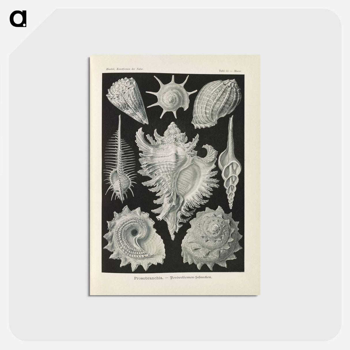 2-34_Ernst-Haeckel_postcard