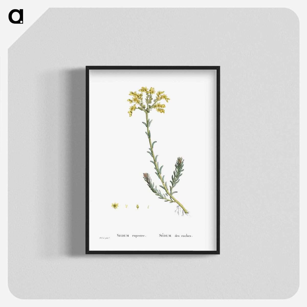 2-34_Histoire-des-Plantes-Grasses_blk-crop