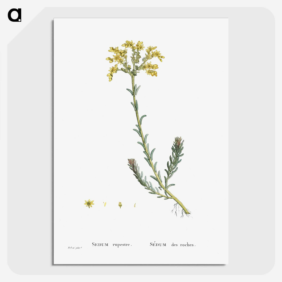 2-34_Histoire-des-Plantes-Grasses_picture-crop