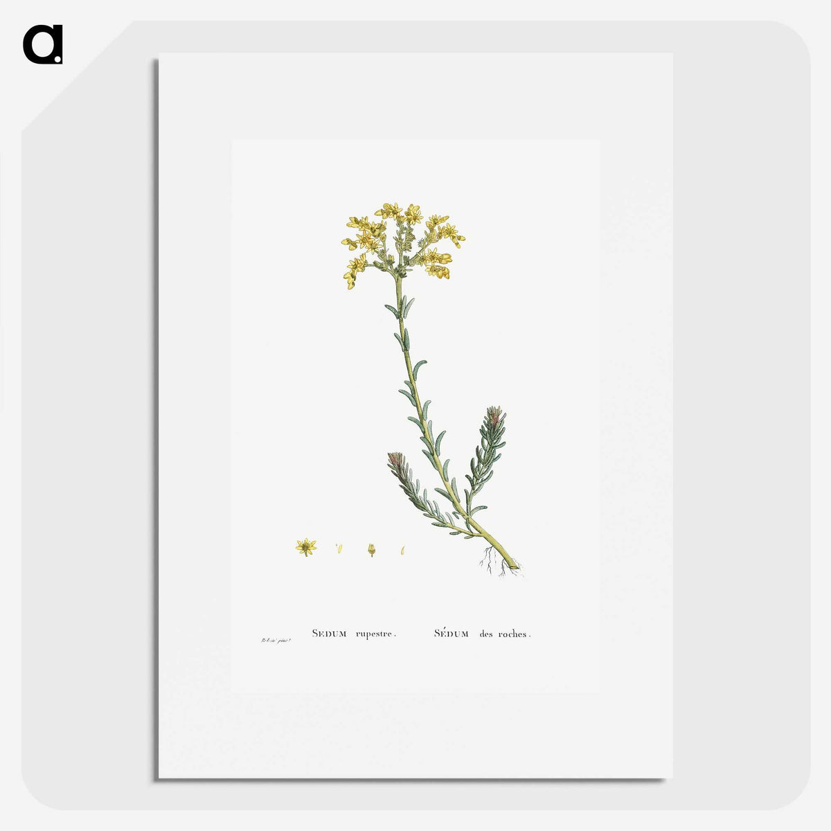 2-34_Histoire-des-Plantes-Grasses_picture