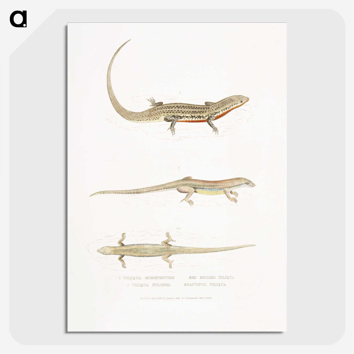2-34_Indian-Zoology_picture-crop
