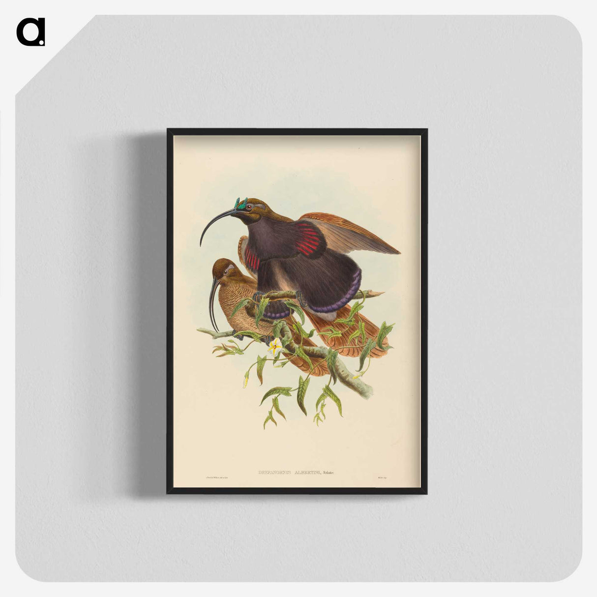 2-34_John-Gould_blk-crop