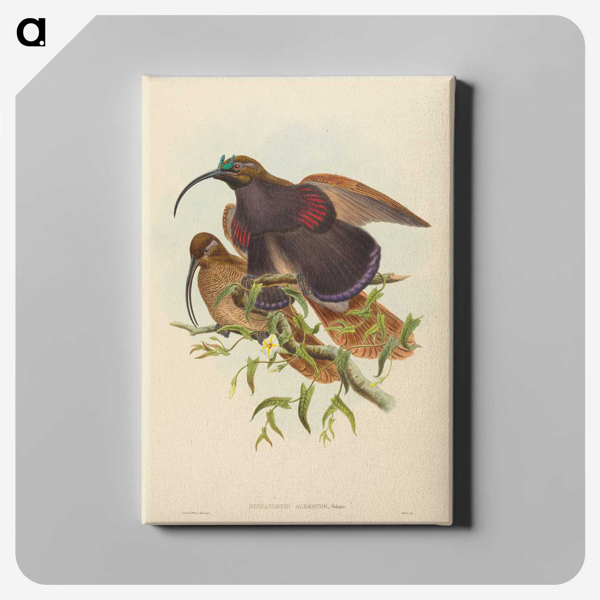 2-34_John-Gould_canvas