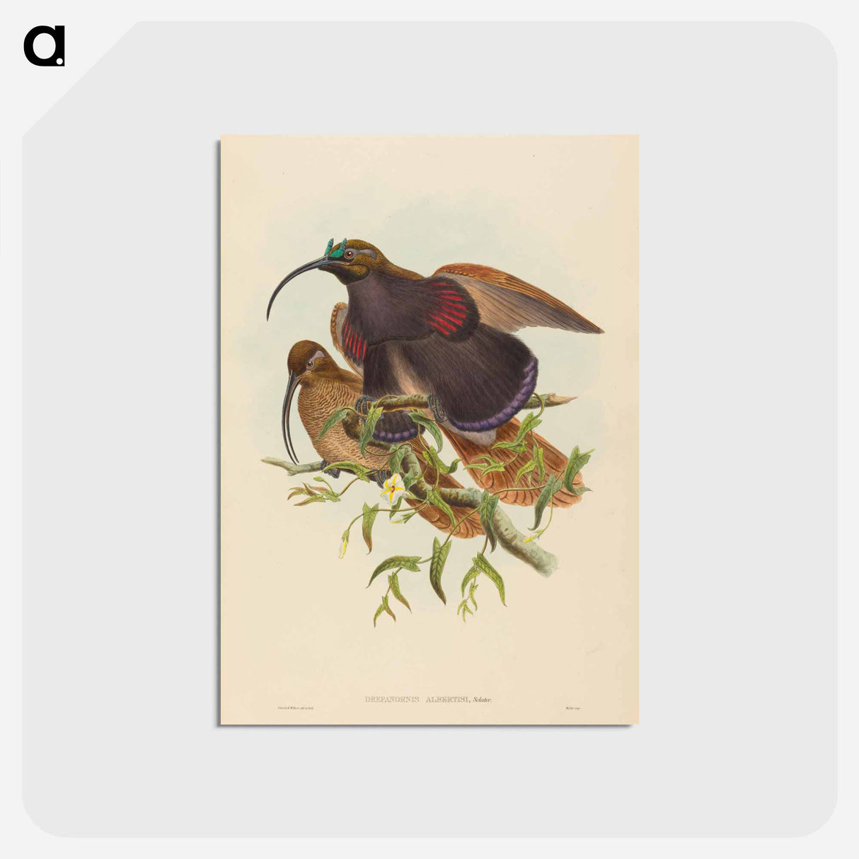 アートポストカード-Black-billed Sicklebill Bird of Paradise
- ジョン グールド Postcard.