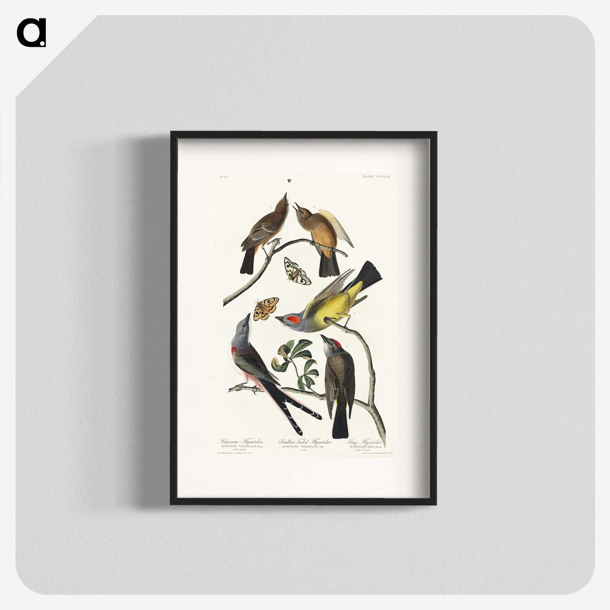 2-34_John-James-Audubon_blk
