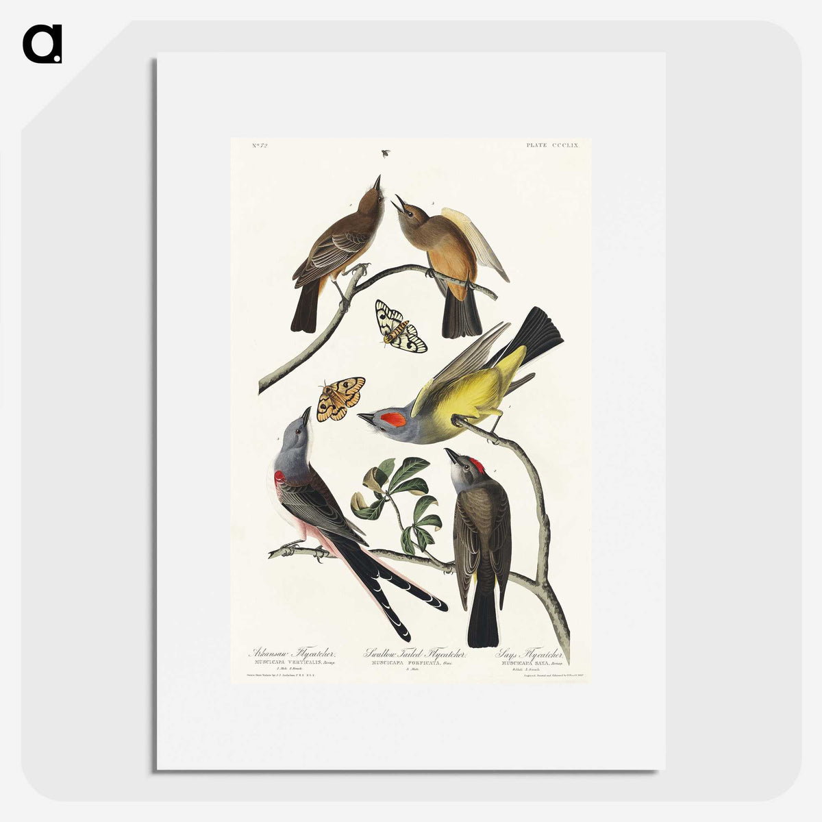 2-34_John-James-Audubon_picture