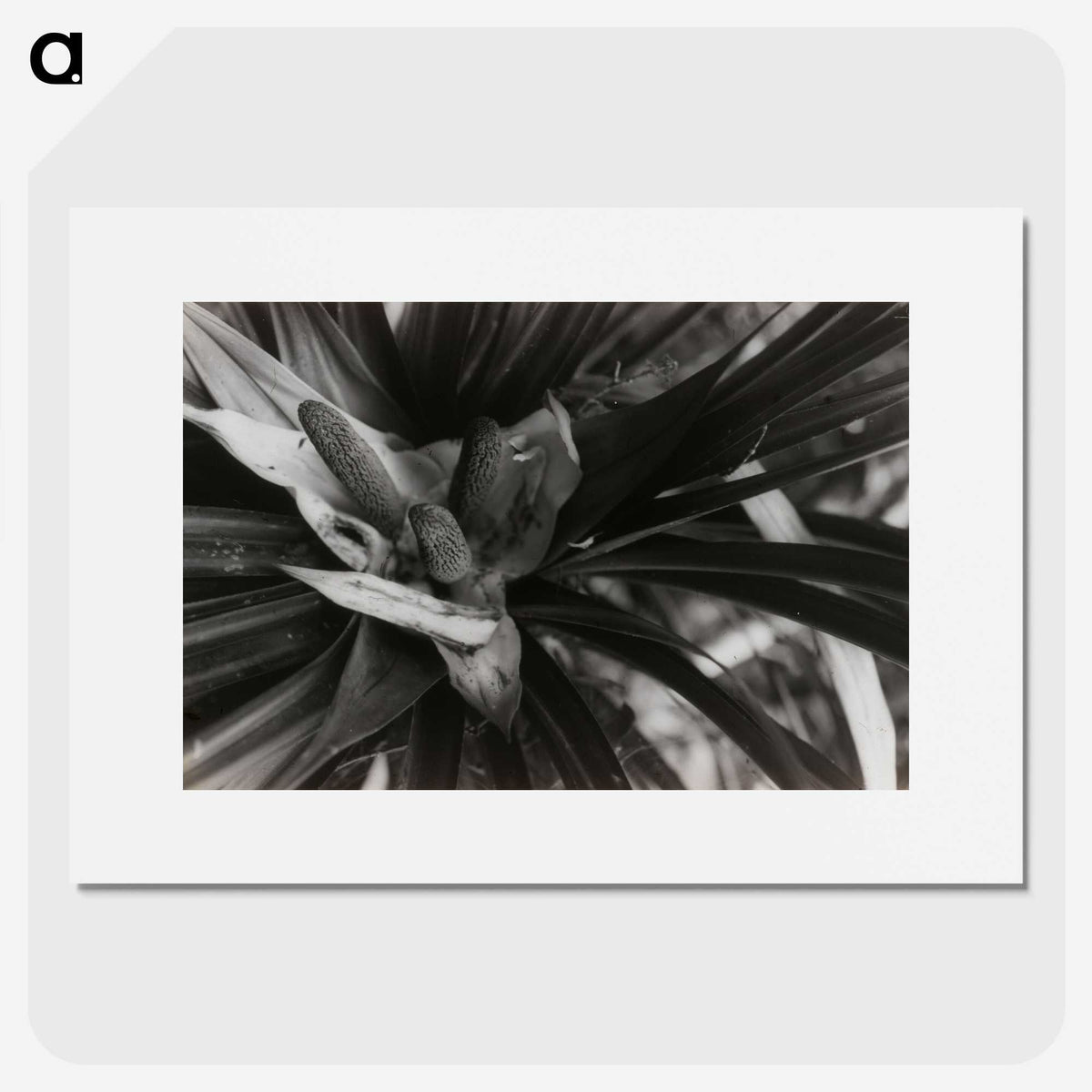 2-34_Leslie-Adkin_picture