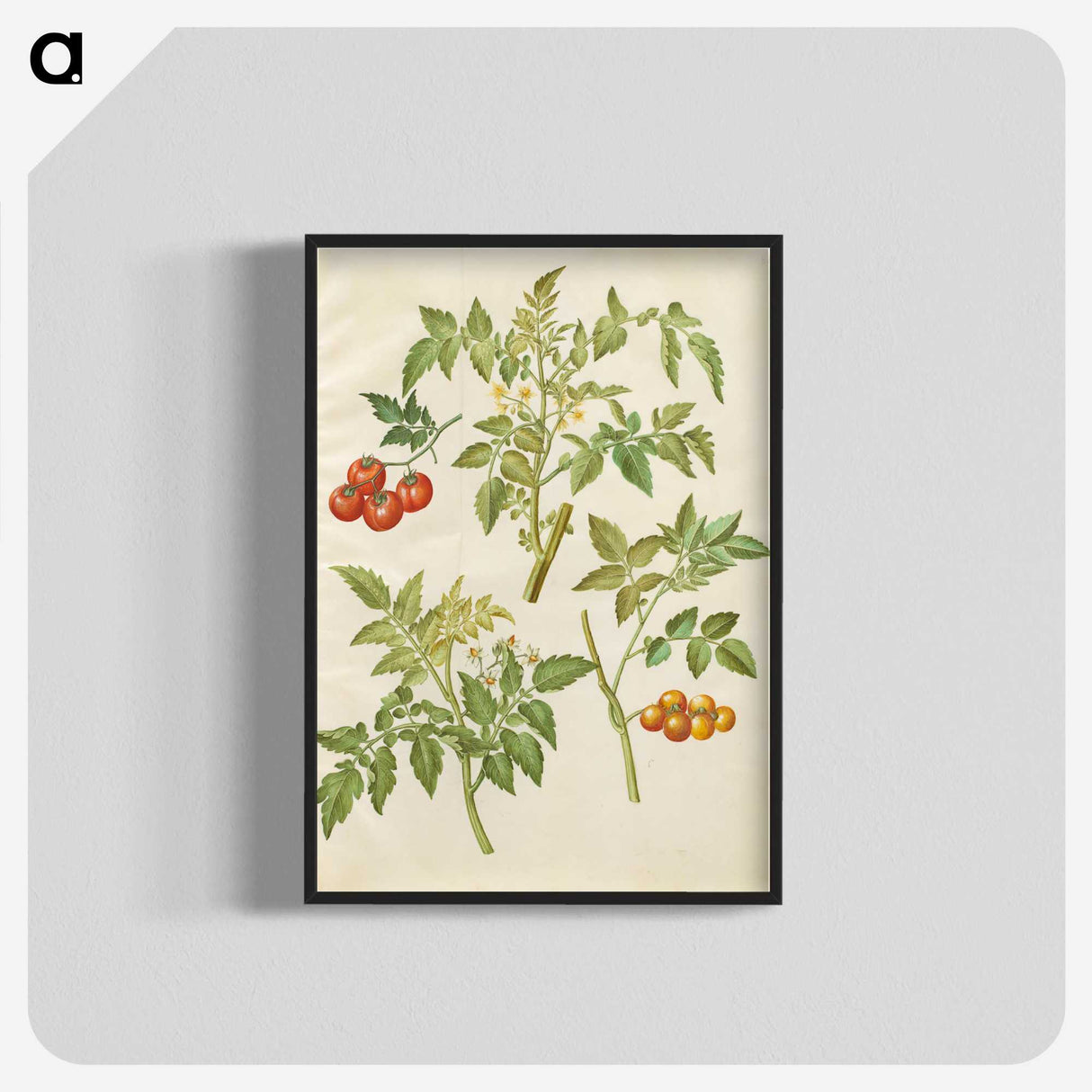 2-34_Maria-Sibylla-Merian_blk-crop