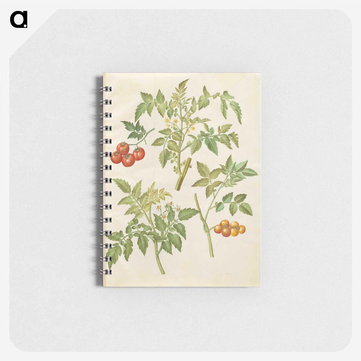 2-34_Maria-Sibylla-Merian_memo