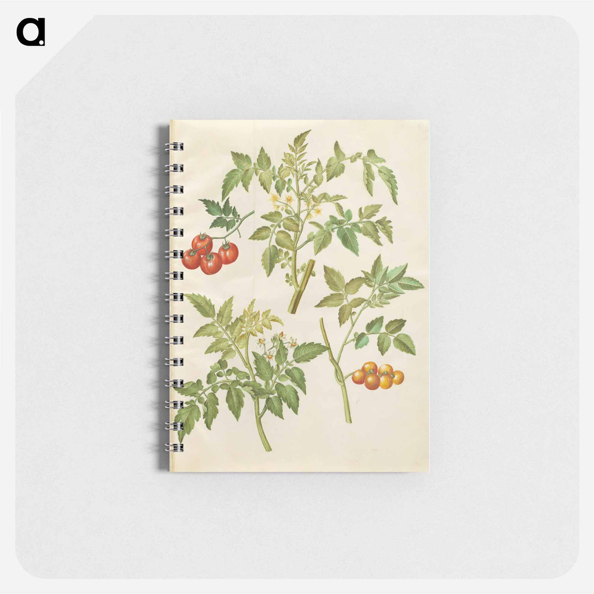 アートメモ帳-Solanum lycopersicum
- マリア ジビーラ メーリアン Memo.