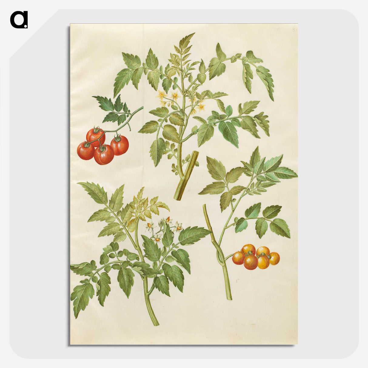 2-34_Maria-Sibylla-Merian_picture-crop