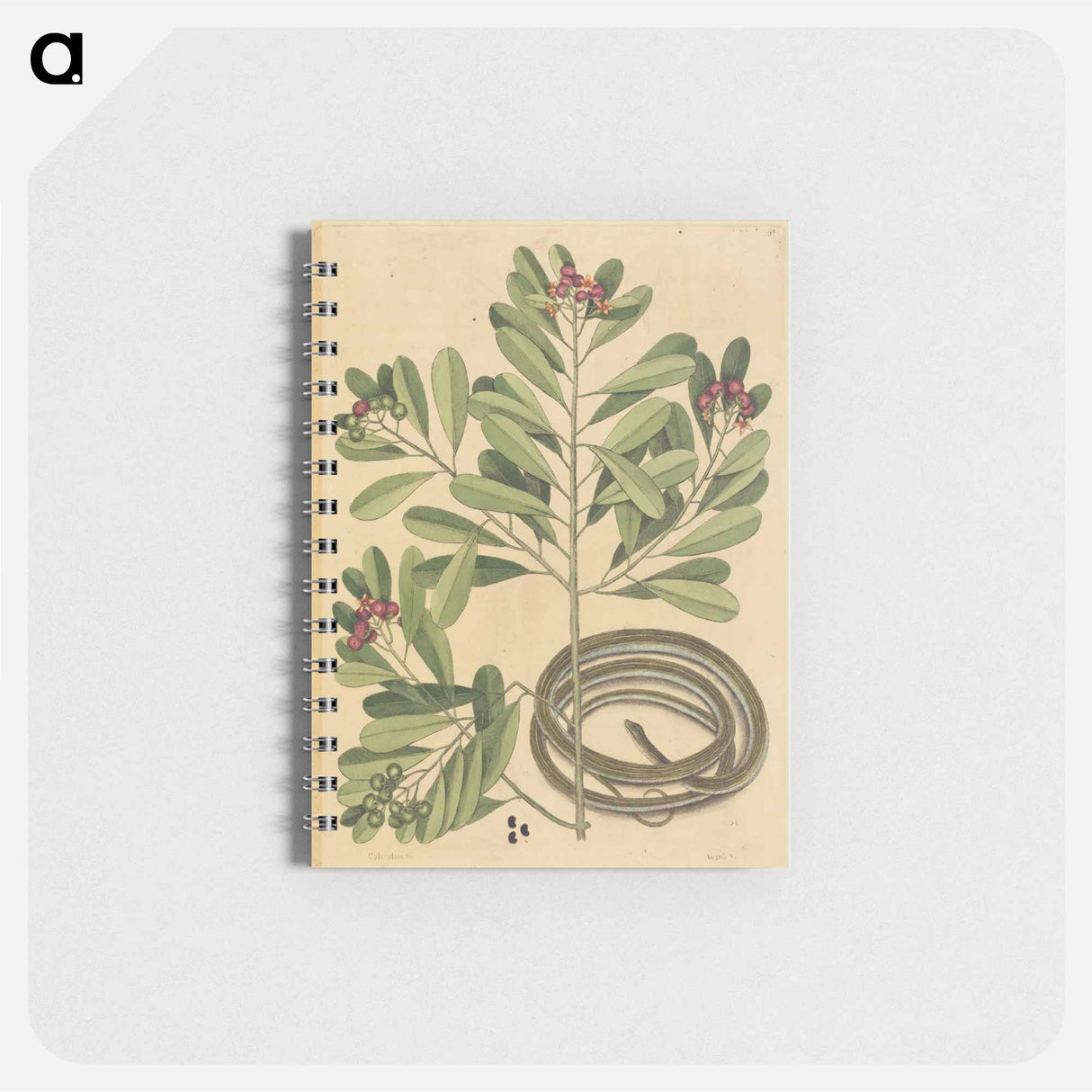 アートメモ帳-The Ribbon Snake
- マーク ケイツビー Memo.