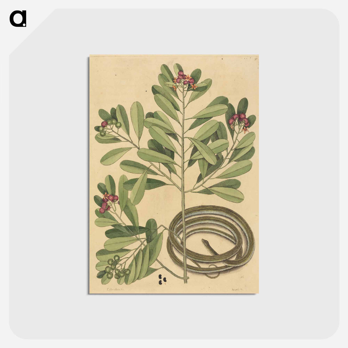 アートポストカード-The Ribbon Snake
- マーク ケイツビー Postcard.