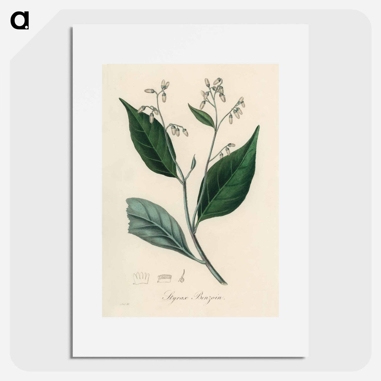 アートポスター-Styrax Benzoin Illustration
- 薬用植物学 Poster.